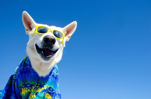 Co-Parenting In The Summer Holidays